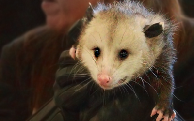 Wildlife Animal Assembly 