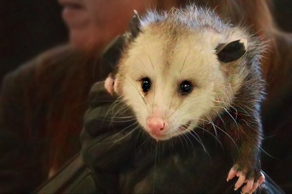 Wildlife Animal Assembly